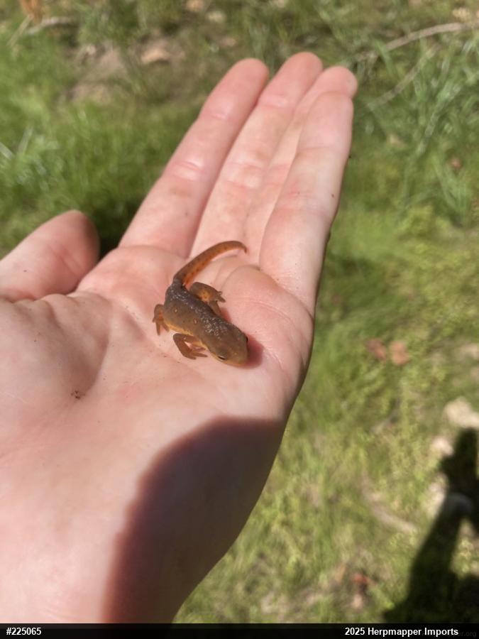 Red-spotted Newt
