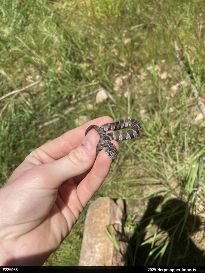 Northern Watersnake