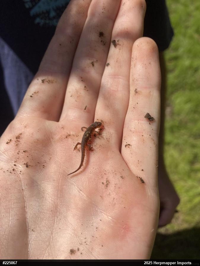 Red-spotted Newt