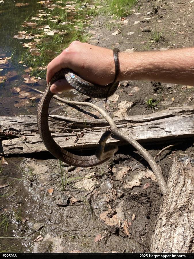 Northern Watersnake