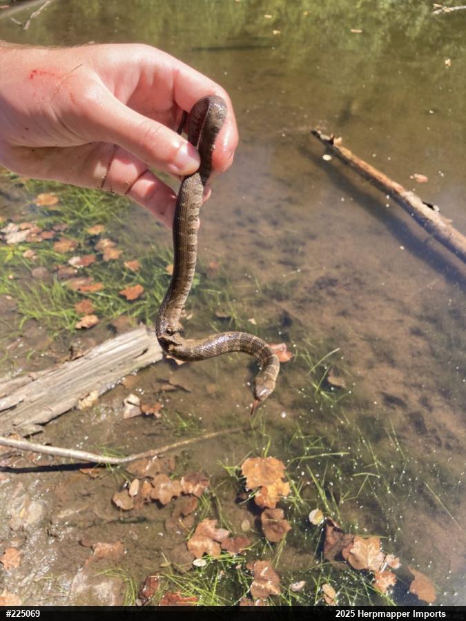 Northern Watersnake