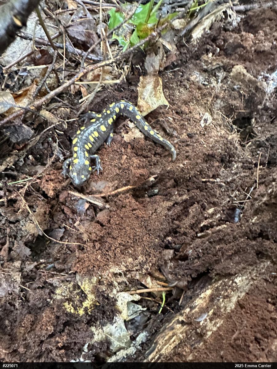 Spotted Salamander