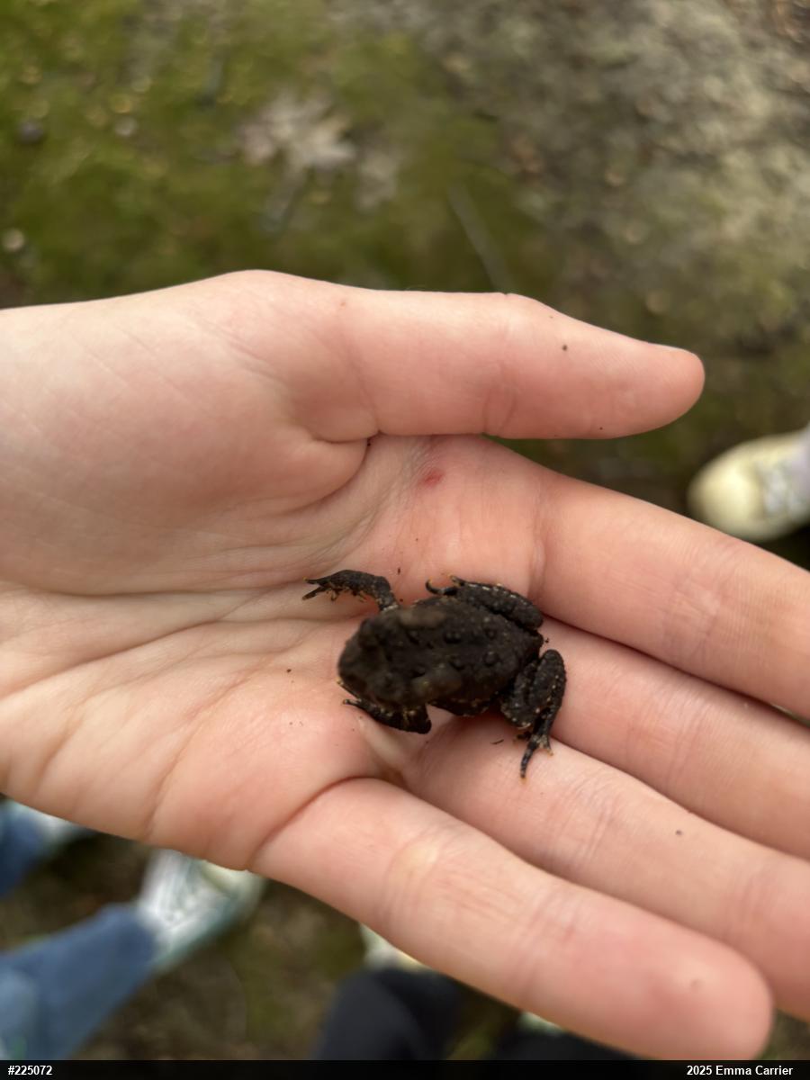 Eastern American Toad