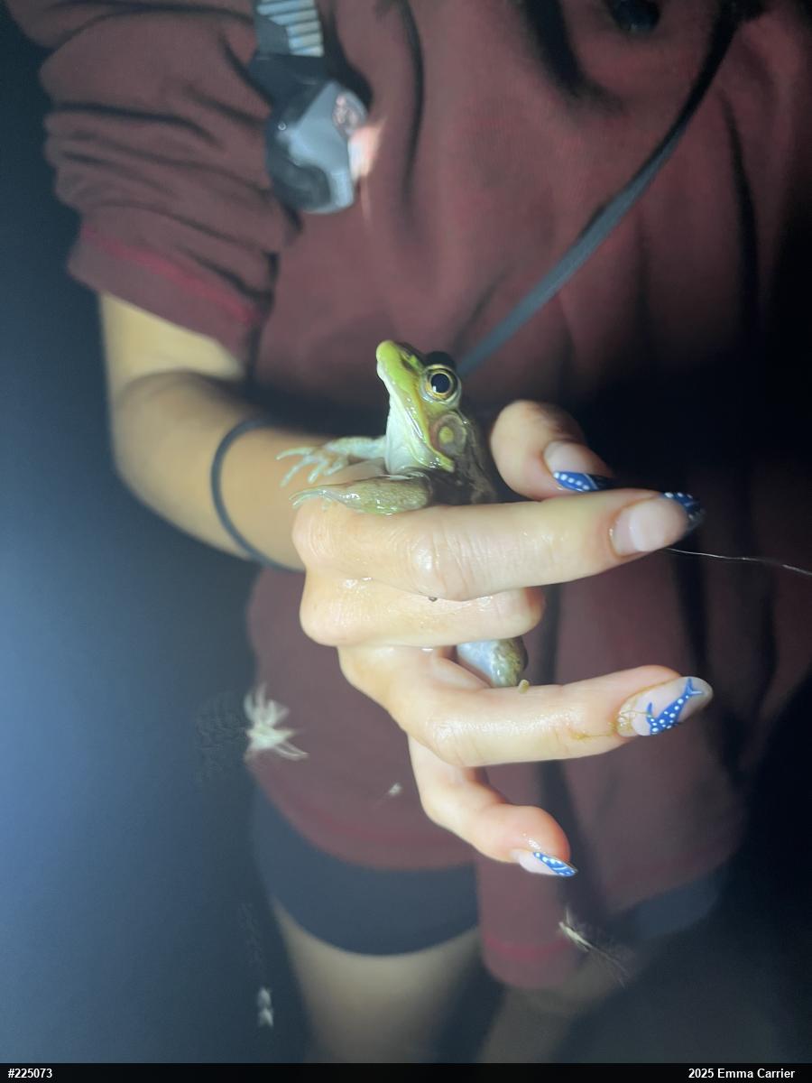 Green Frog