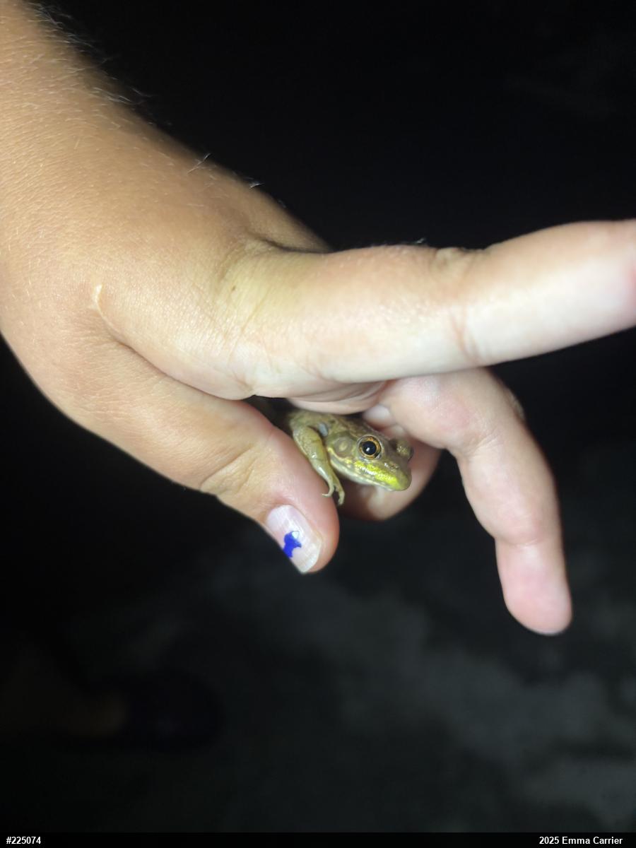 Green Frog