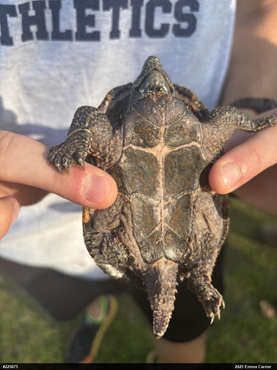 Eastern Musk Turtle