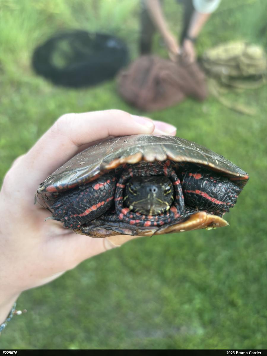 Painted Turtle