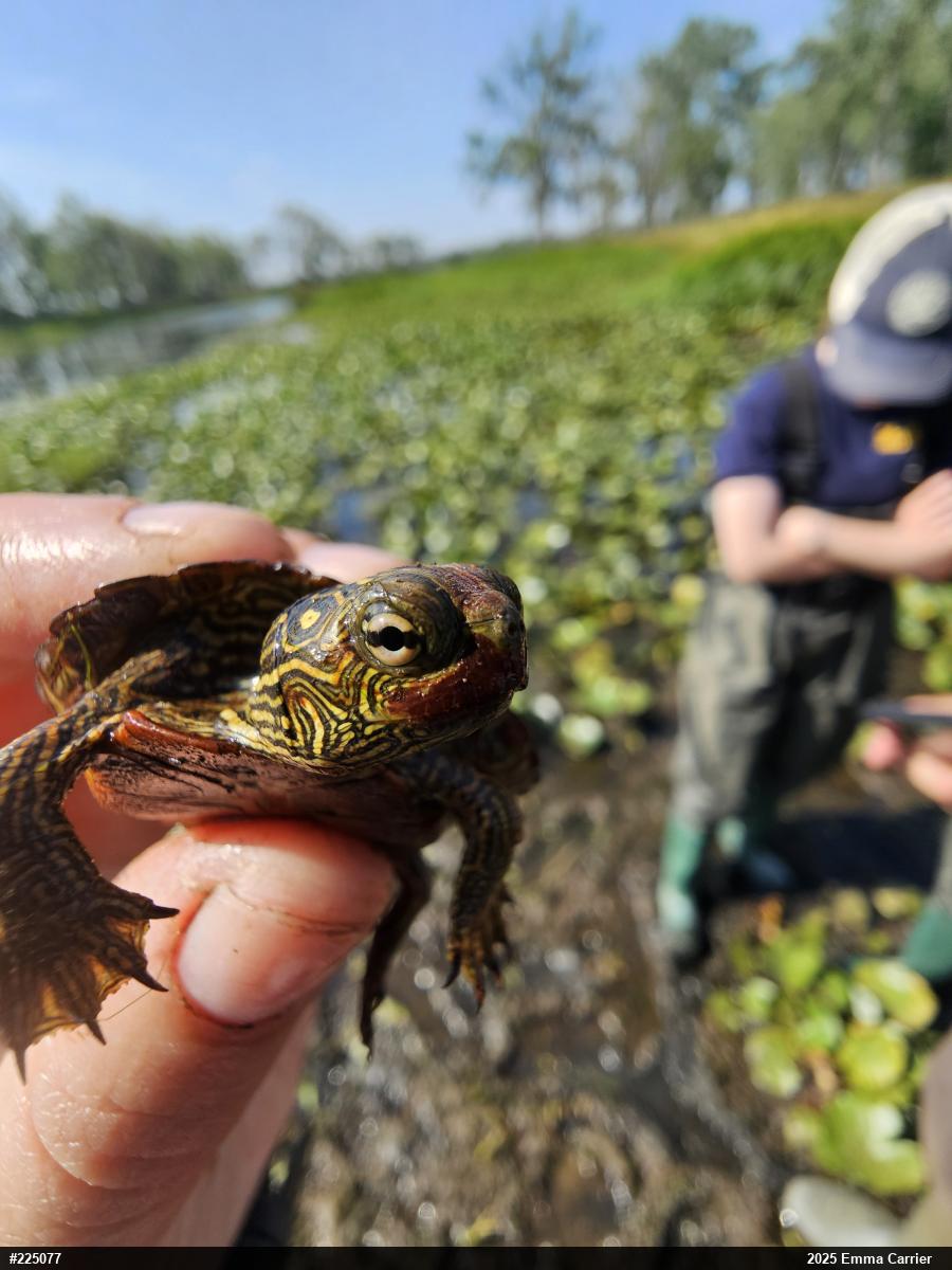 Northern Map Turtle