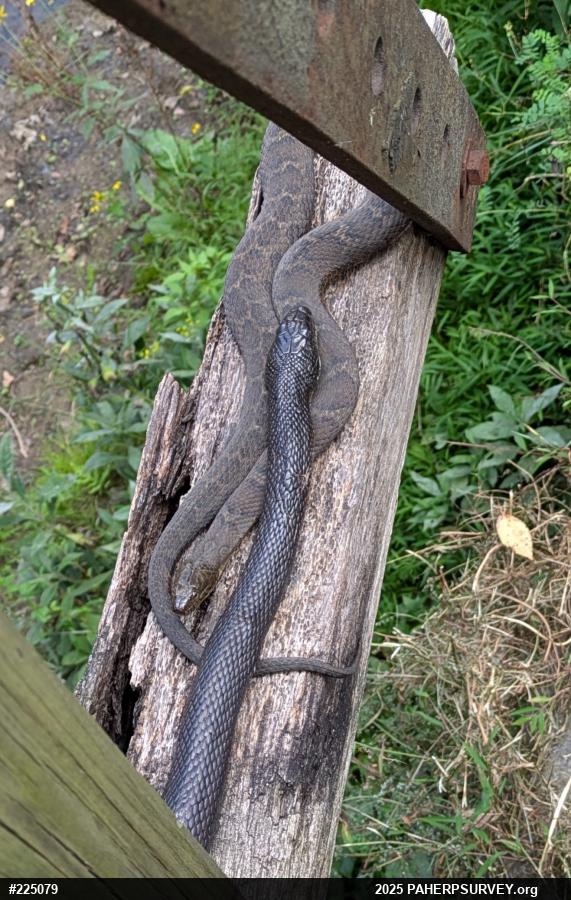 Northern Watersnake