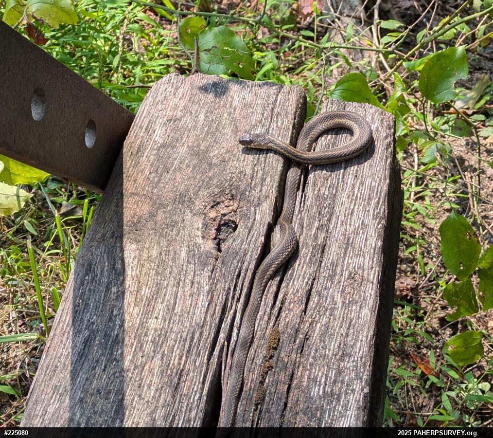 Eastern Gartersnake