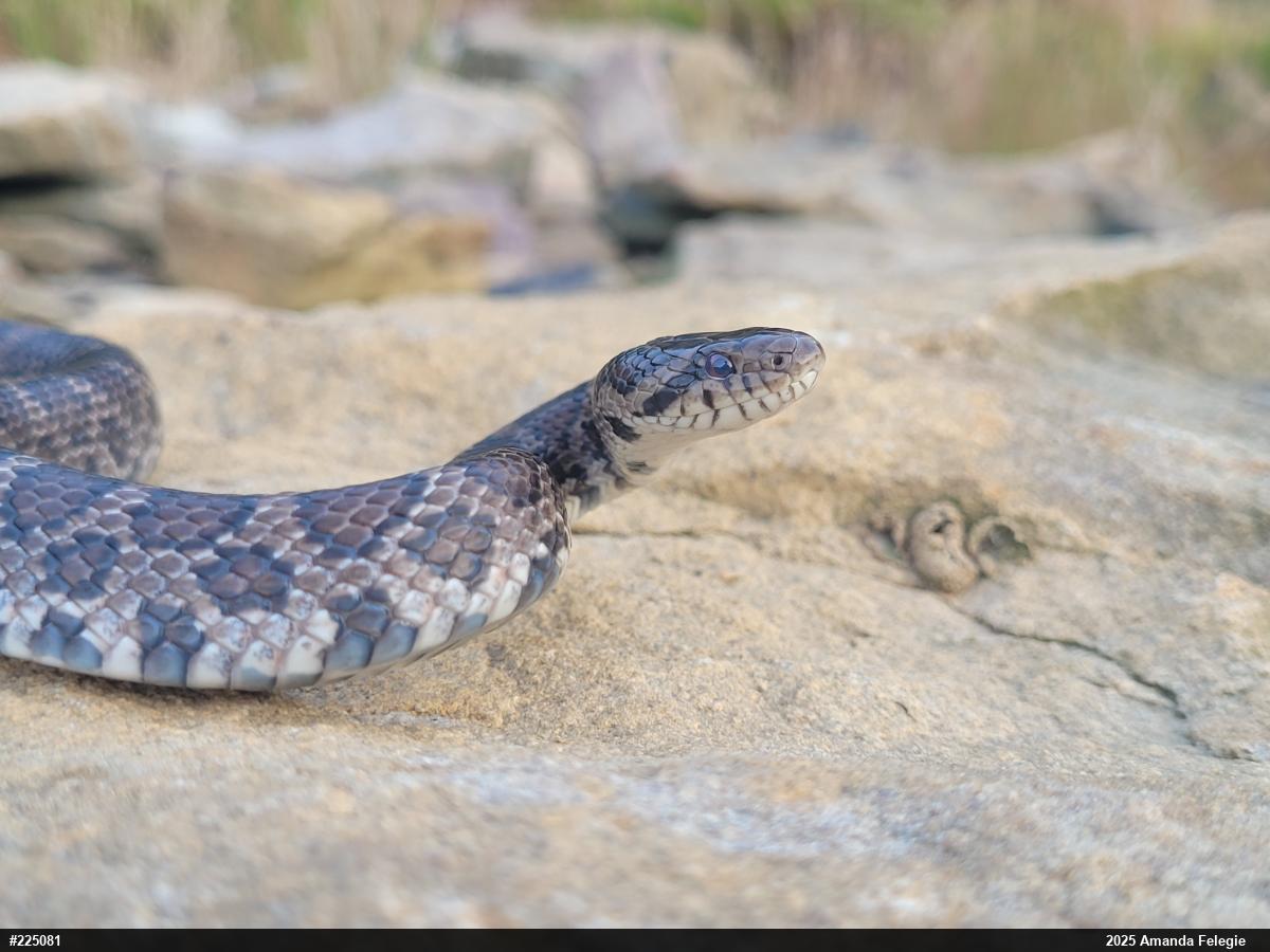 Eastern Milksnake