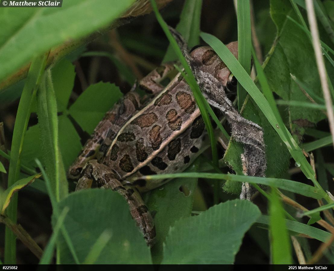 Pickerel Frog