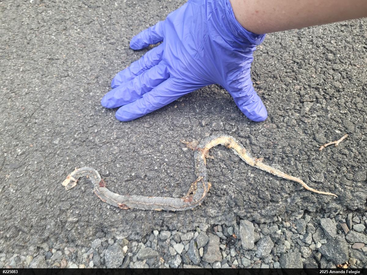 Northern Ring-necked Snake