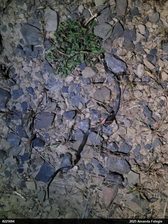 Northern Ring-necked Snake