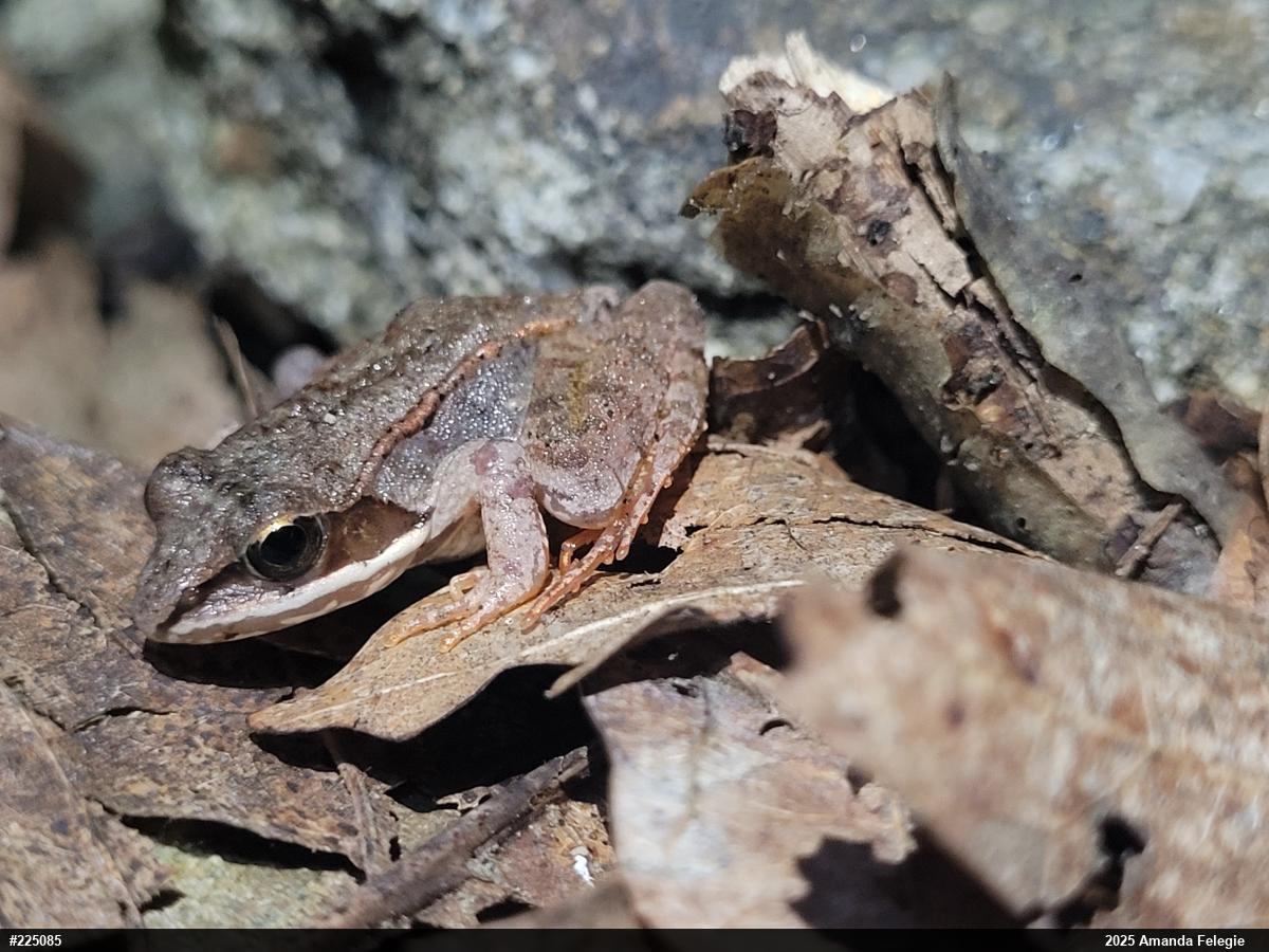 Wood Frog