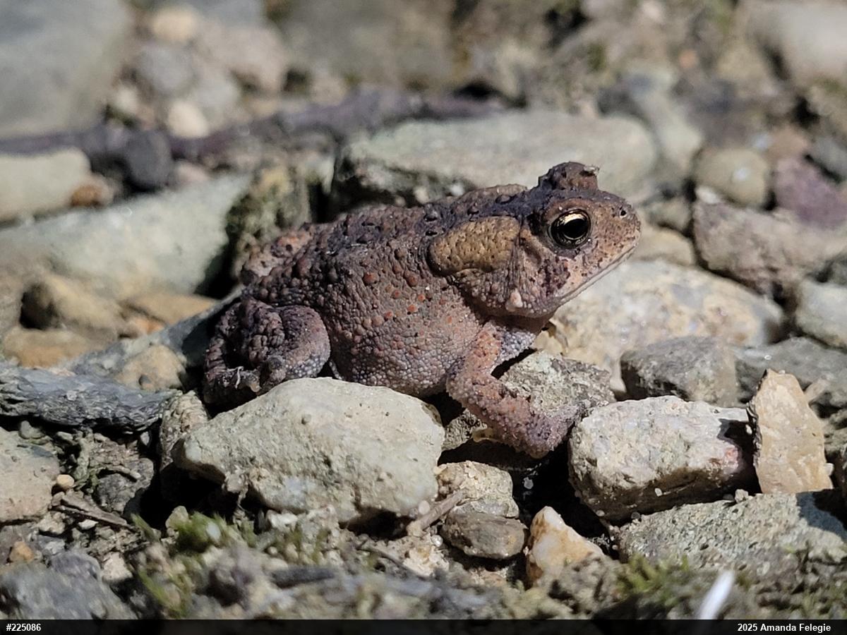 Eastern American Toad