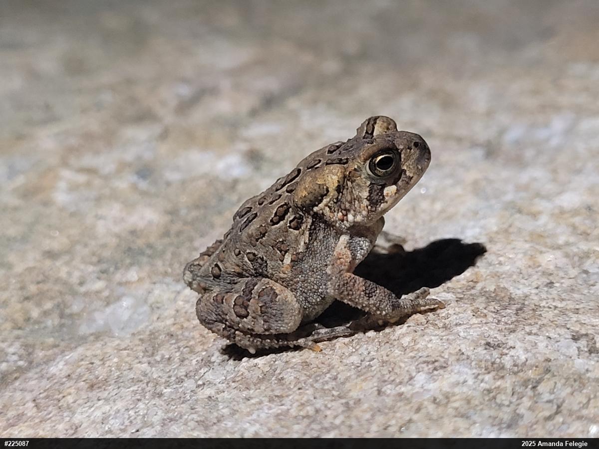 Eastern American Toad