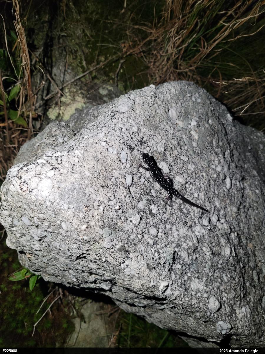 Northern Slimy Salamander