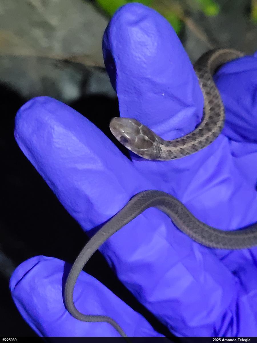 Eastern Gartersnake