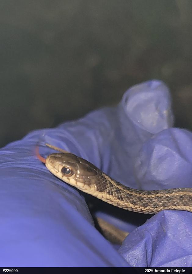 Eastern Gartersnake