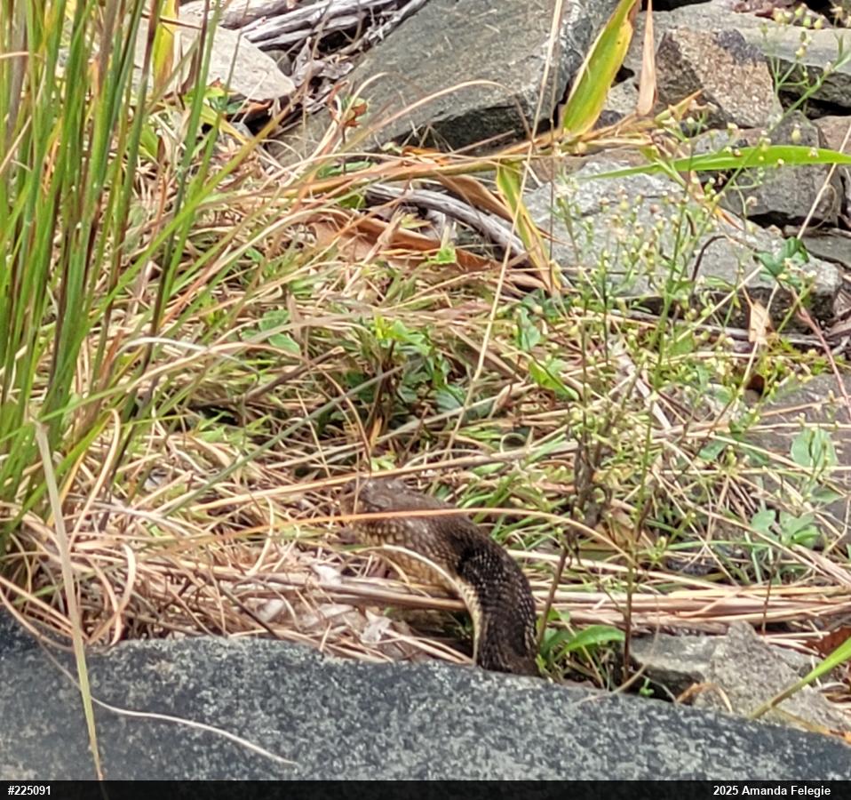 Timber Rattlesnake
