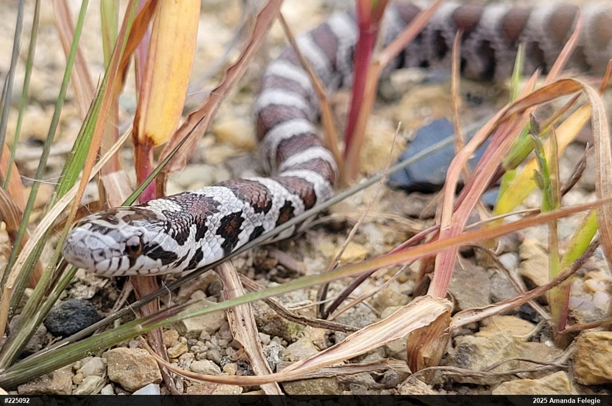Eastern Milksnake
