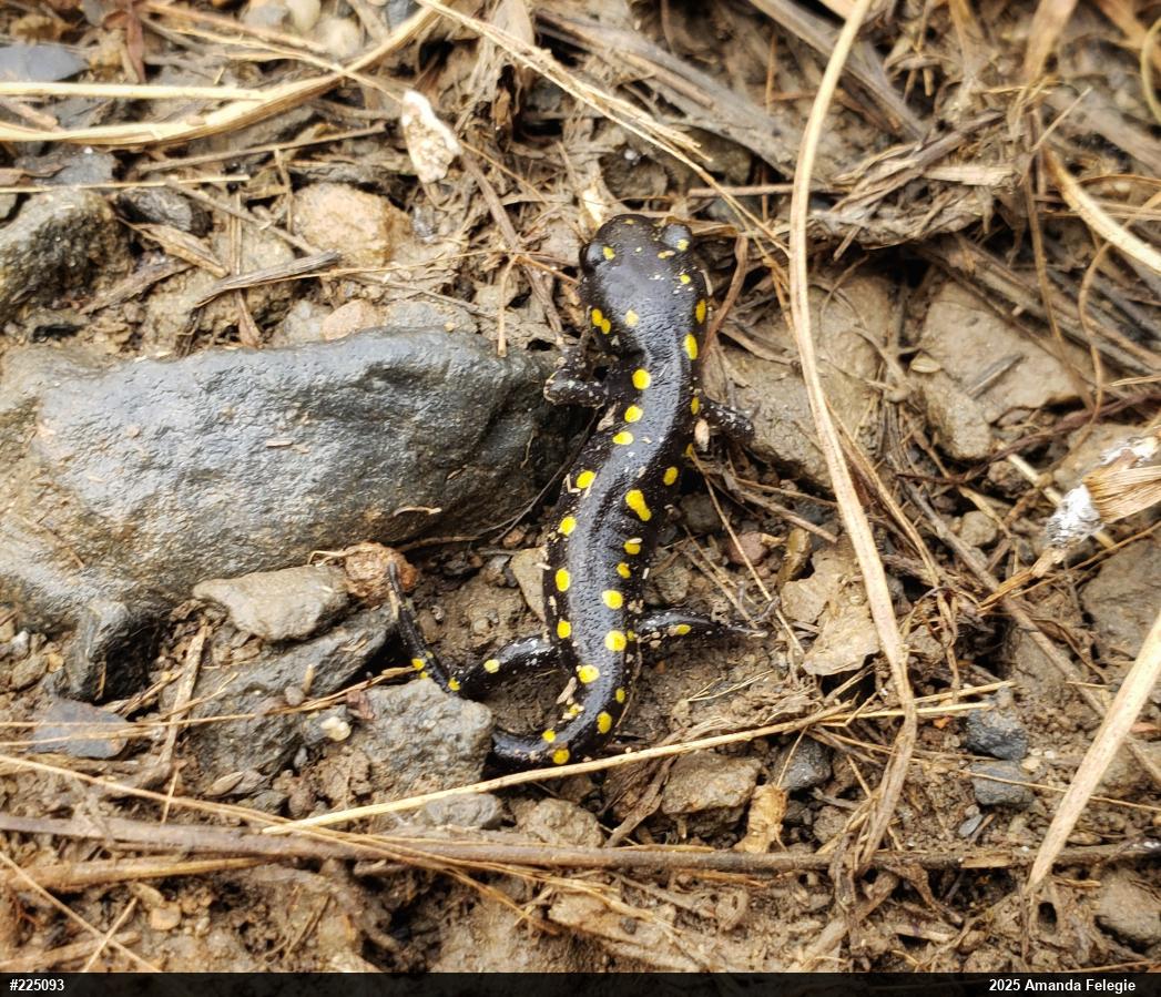 Spotted Salamander