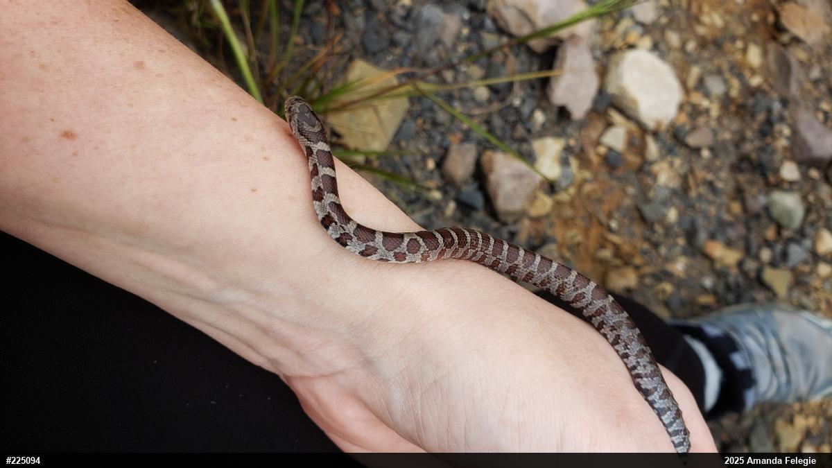 Eastern Milksnake