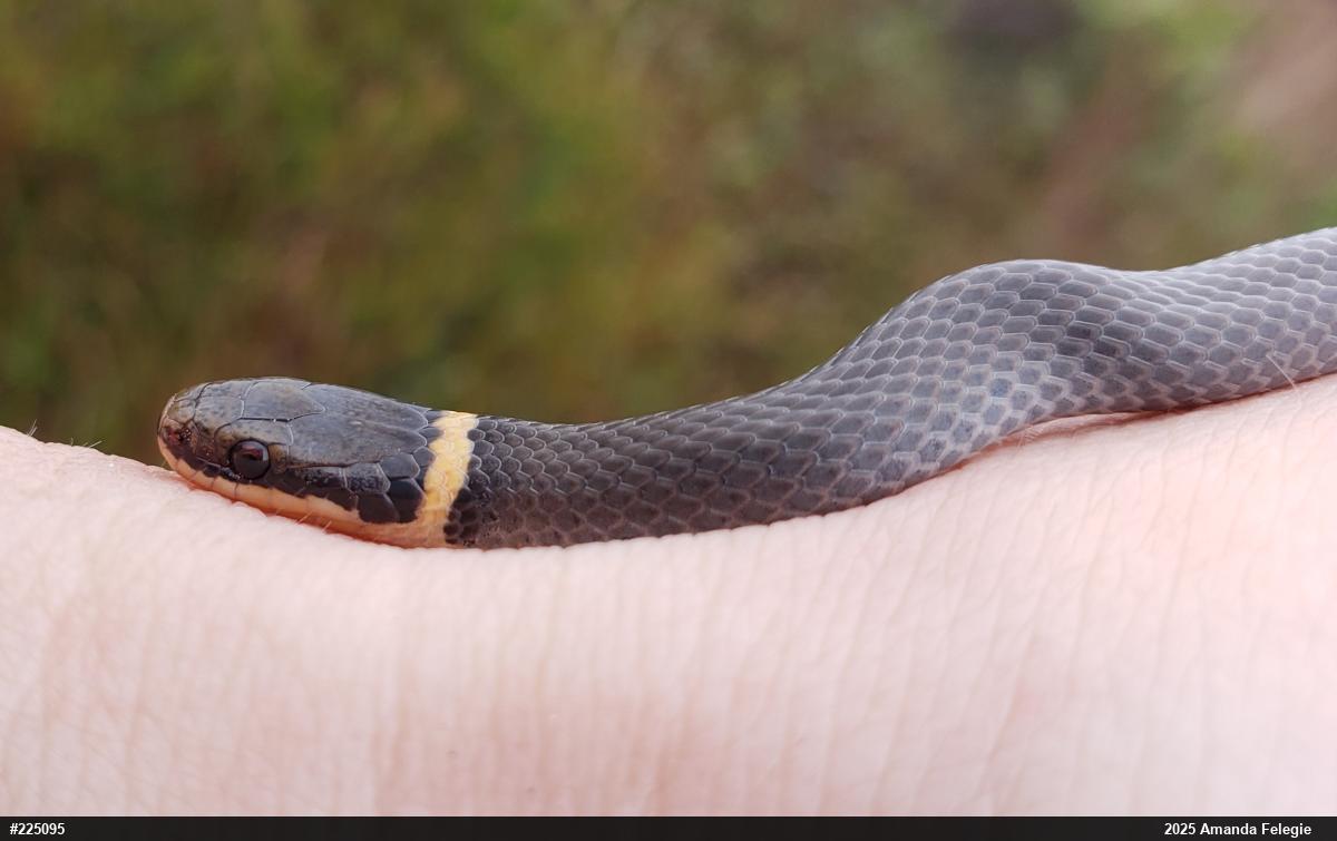 Northern Ring-necked Snake