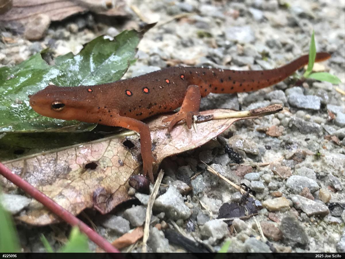 Red-spotted Newt