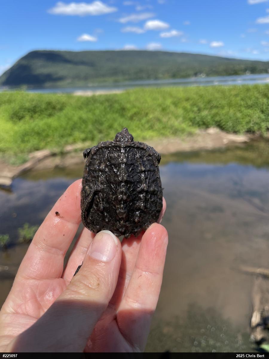 Snapping Turtle