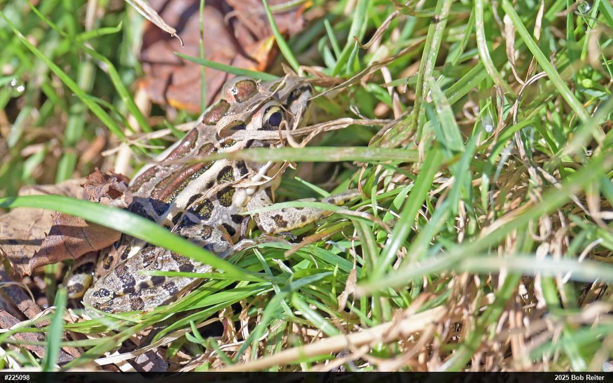 Pickerel Frog