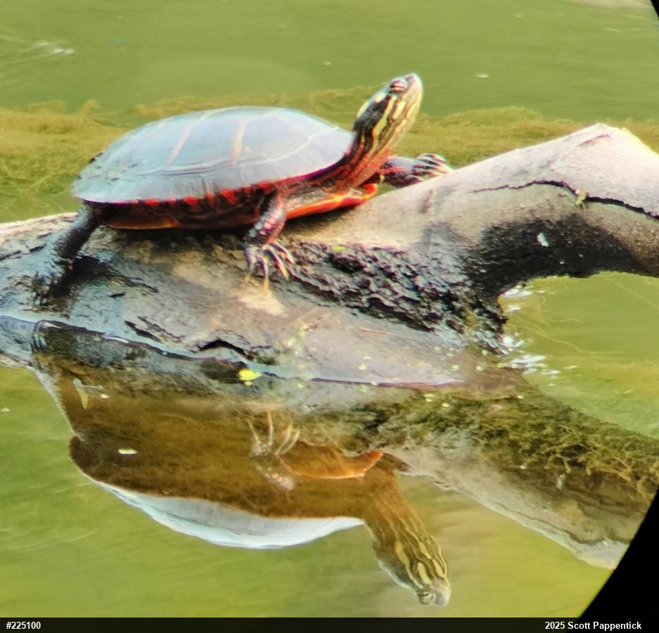 Eastern Painted Turtle