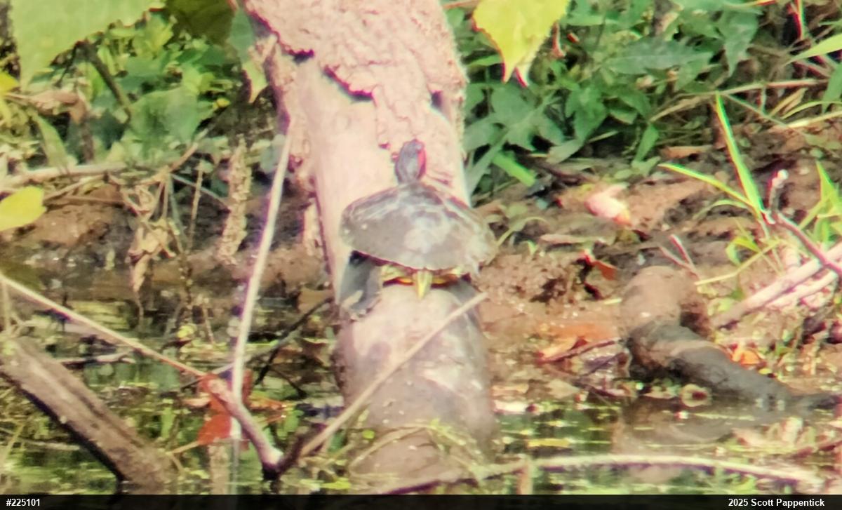 Red-eared Slider
