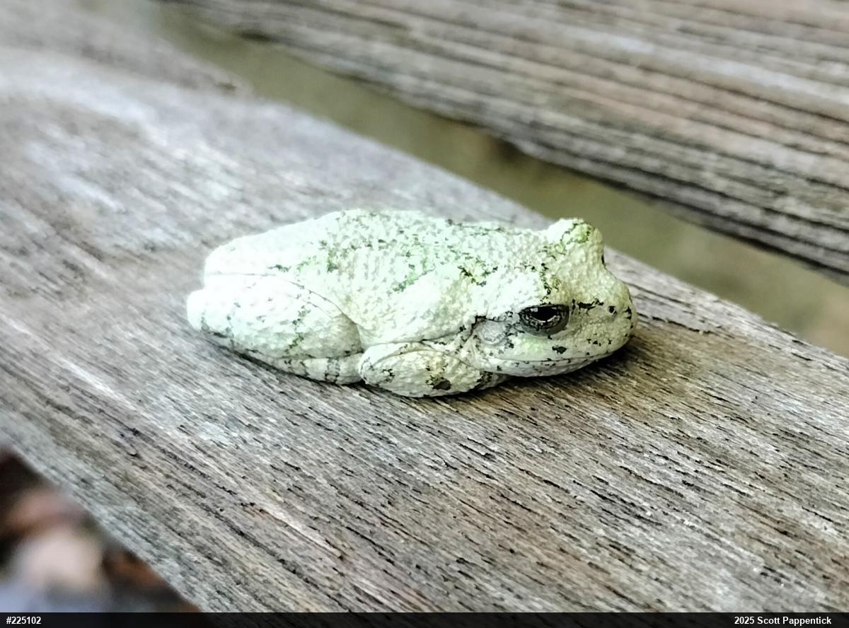 Unknown Gray Treefrog
