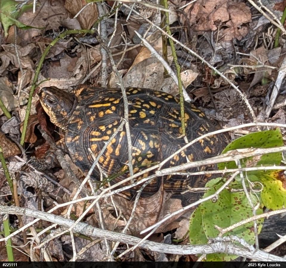 Eastern Box Turtle