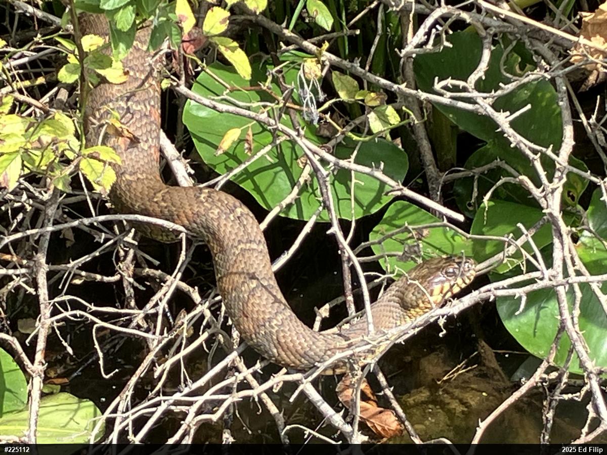 Northern Watersnake