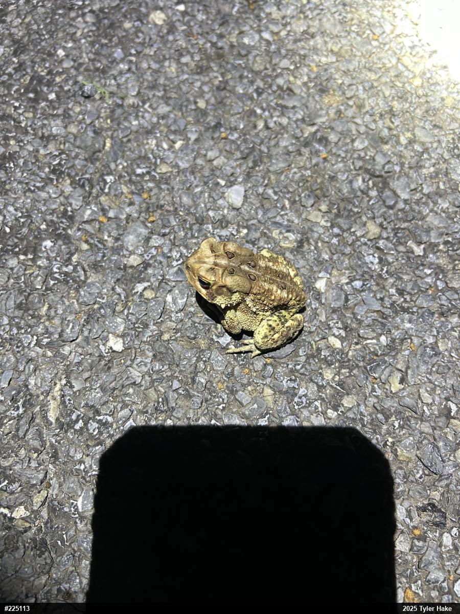 Eastern American Toad