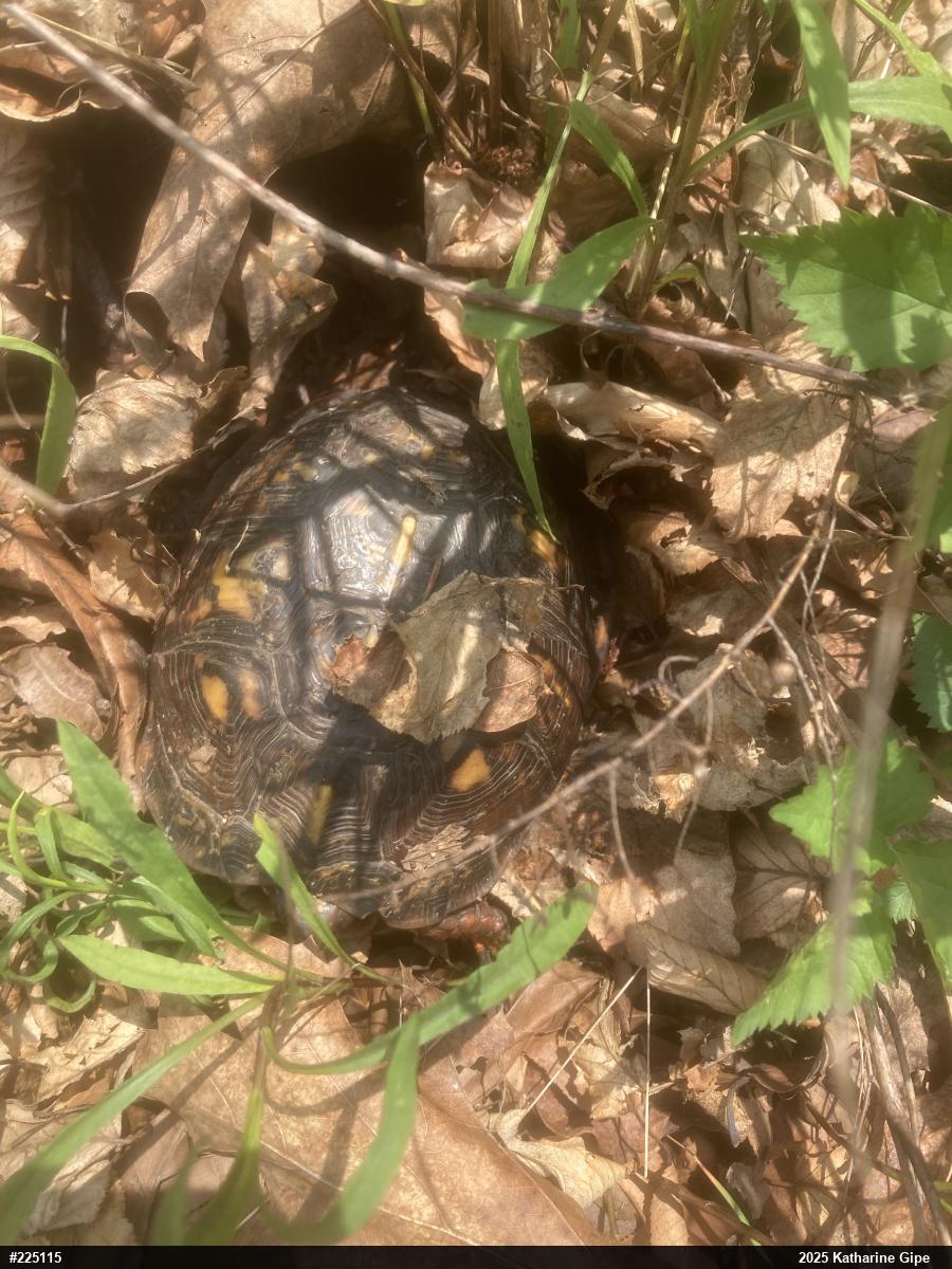 Eastern Box Turtle