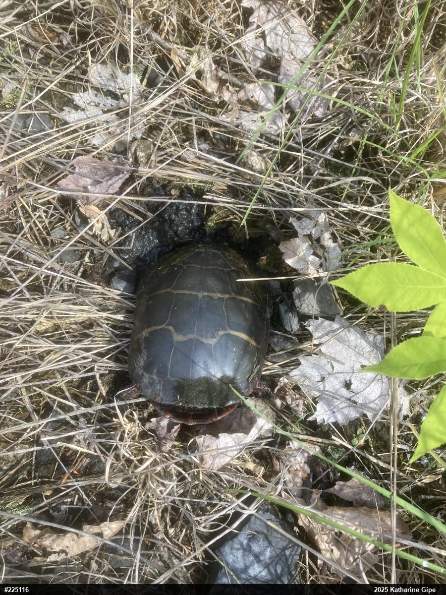 Eastern Painted Turtle