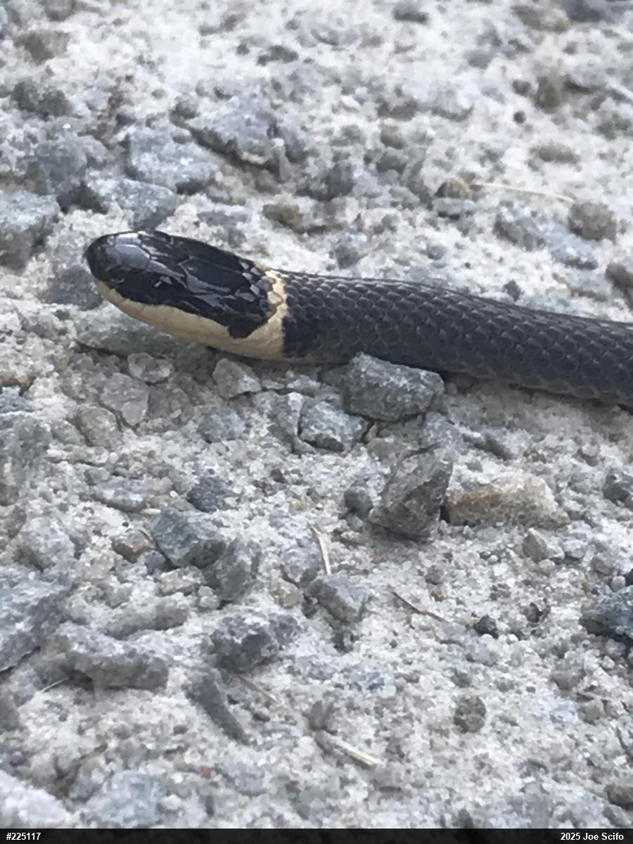 Northern Ring-necked Snake