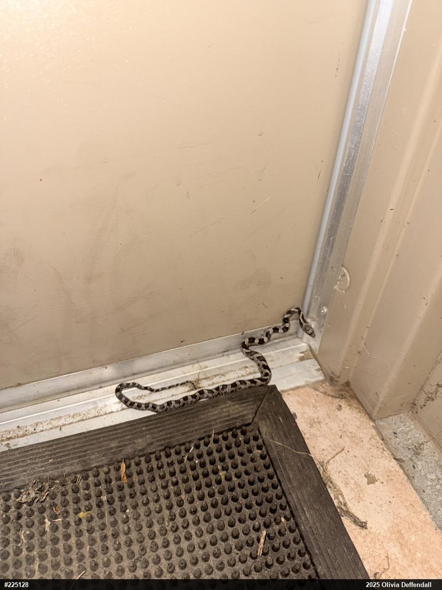 Eastern Ratsnake