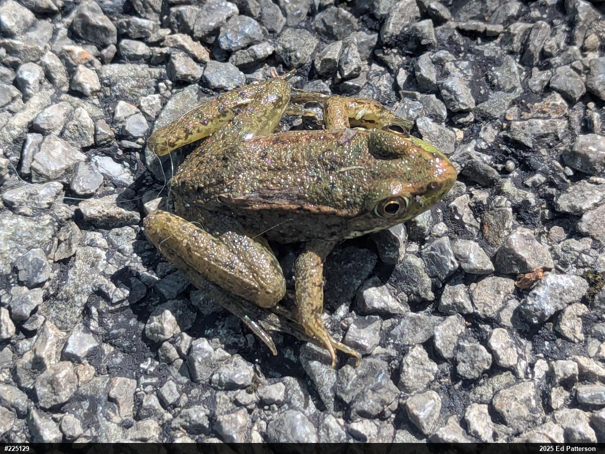 Green Frog