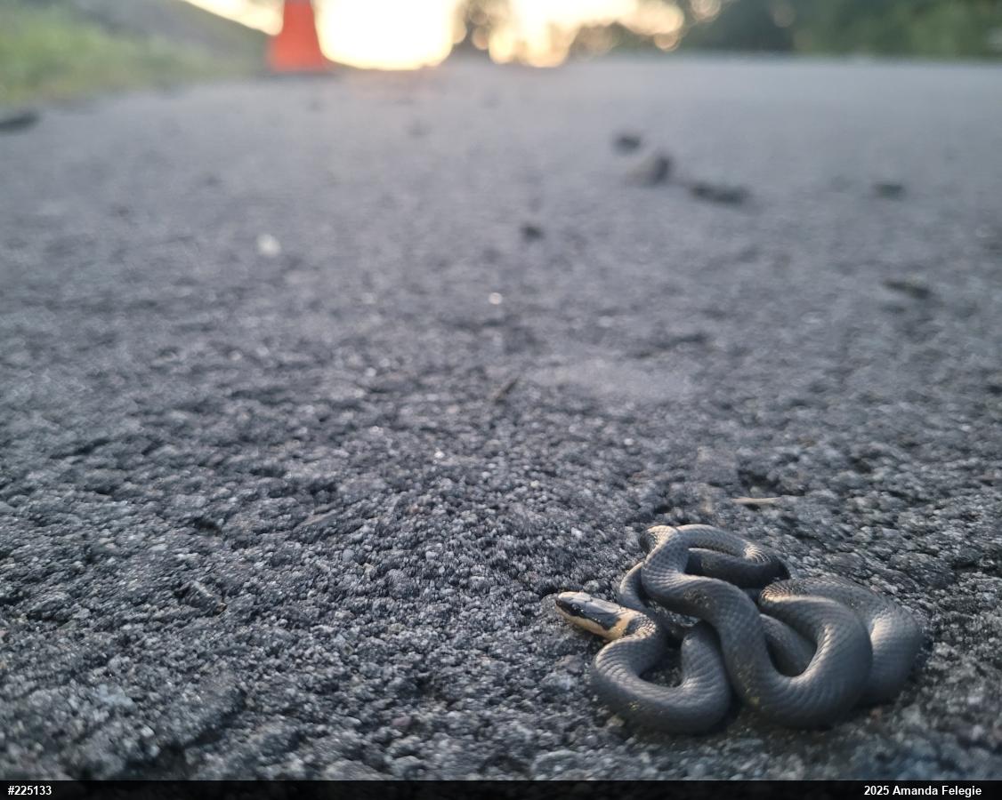 Northern Ring-necked Snake