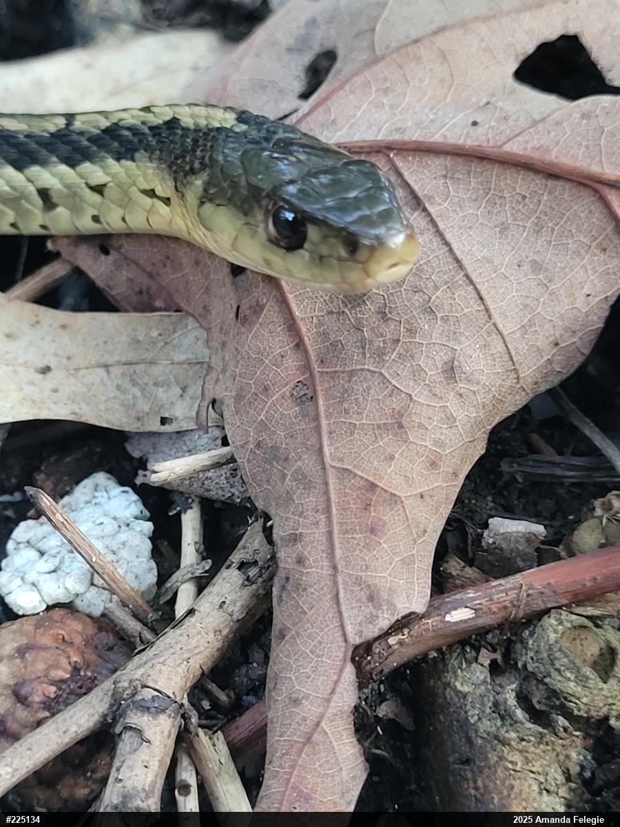 Eastern Gartersnake