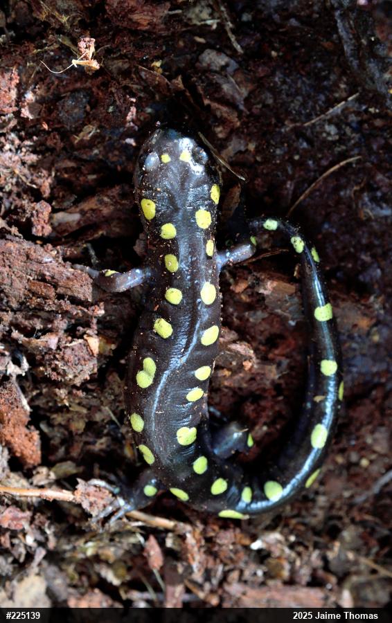 Spotted Salamander