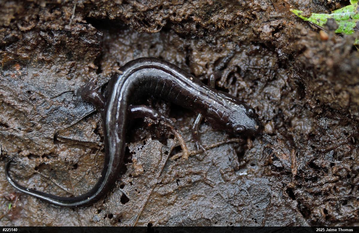 Allegheny Mountain Dusky Salamander