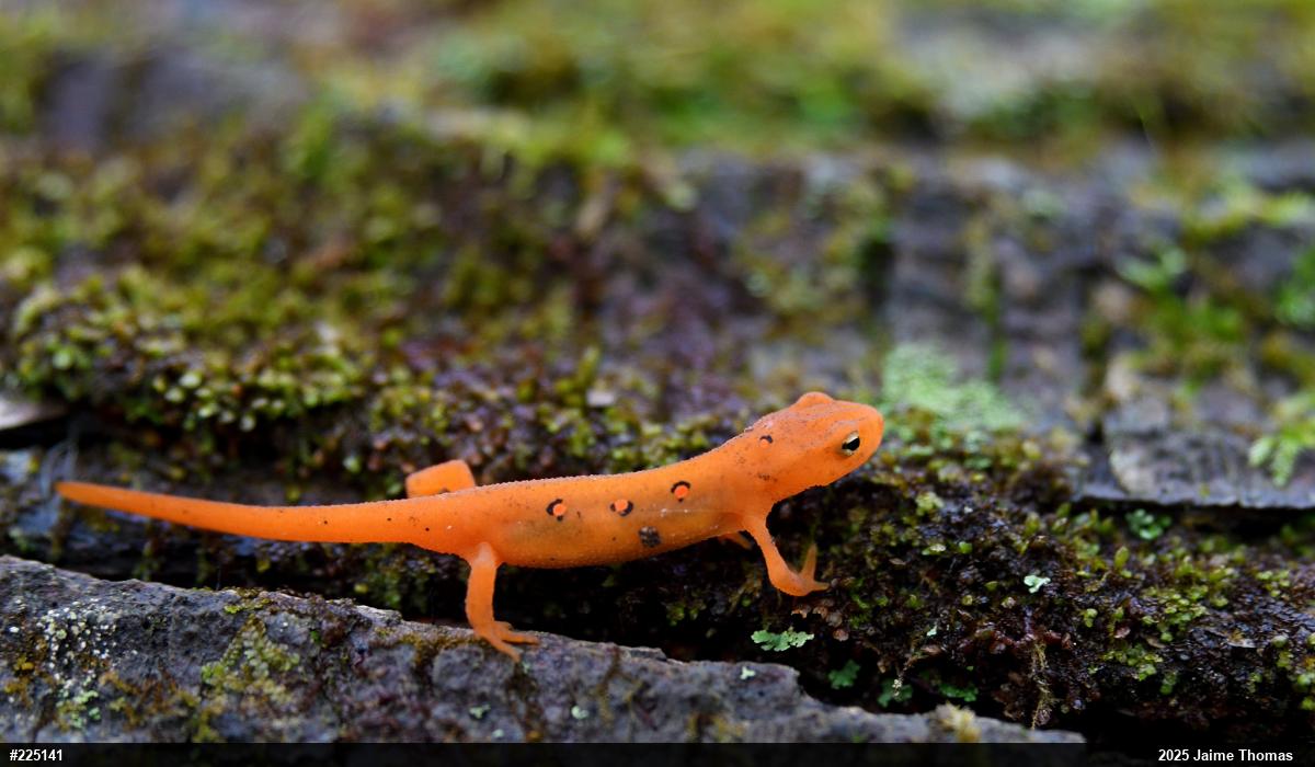 Red-spotted Newt