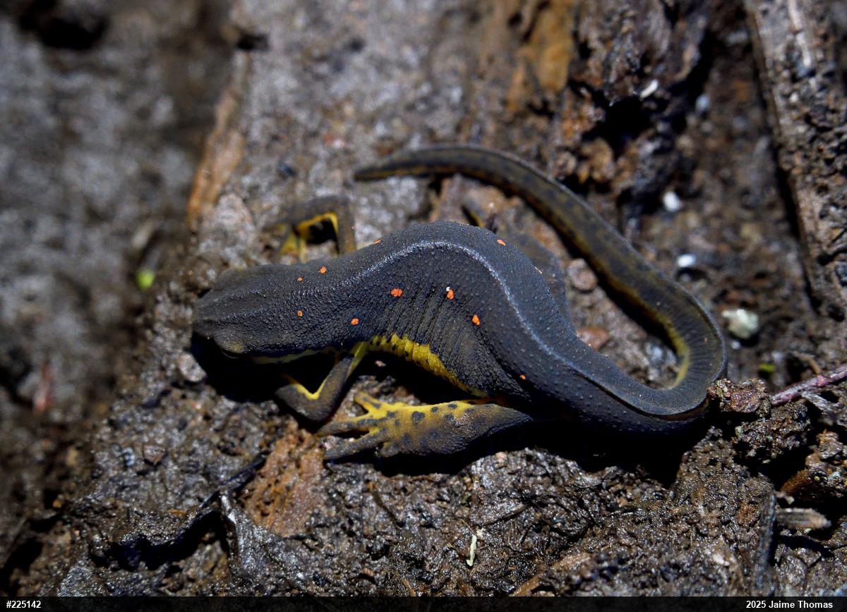 Red-spotted Newt