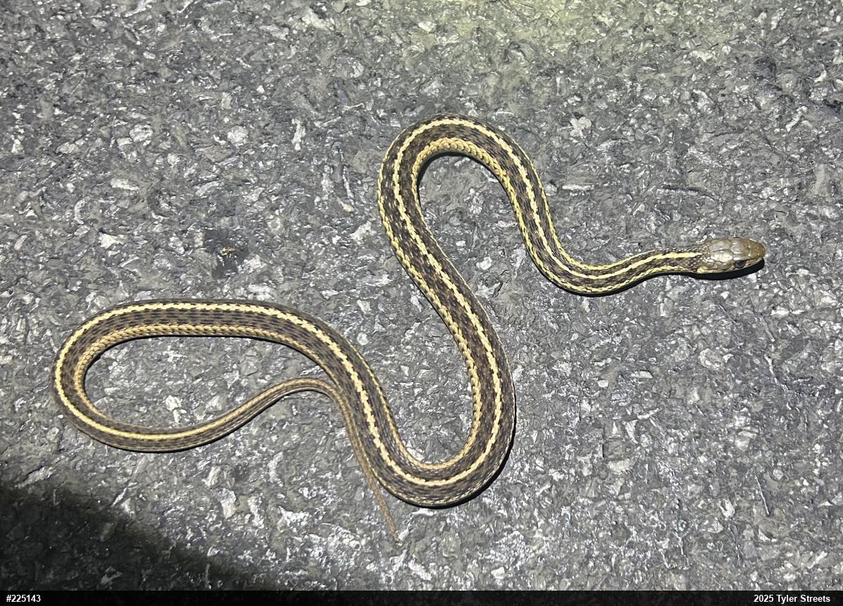 Eastern Gartersnake